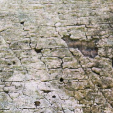 Haikabe iPhone6s / iPhone6 Wallpaper