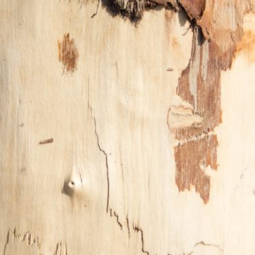 Kabekicha iPhone6s / iPhone6 Wallpaper