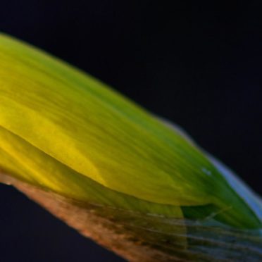 Leaf natural black green iPhone6s / iPhone6 Wallpaper