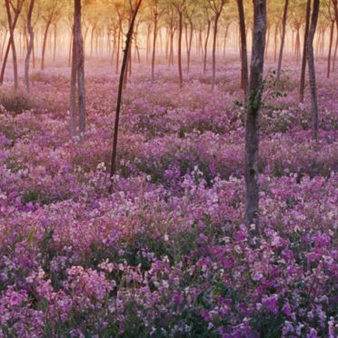 Purple flower tree views iPhone6s / iPhone6 Wallpaper