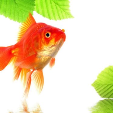 Goldfish green red iPhone6s / iPhone6 Wallpaper