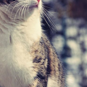 Cat animal blur iPhone6s / iPhone6 Wallpaper