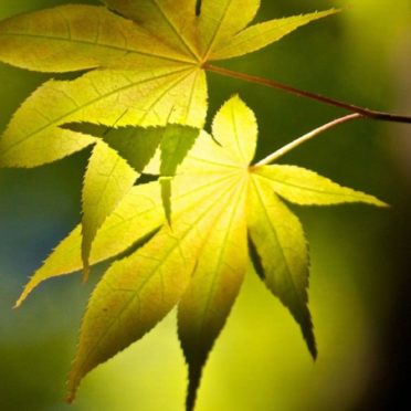 Green leaf blur iPhone6s / iPhone6 Wallpaper