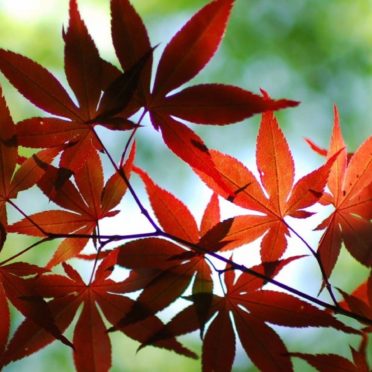 Red autumn leaves blur green iPhone6s / iPhone6 Wallpaper