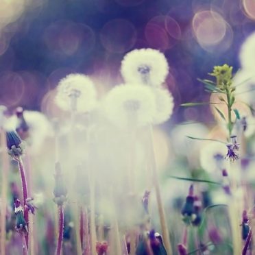 Dandelion blur iPhone6s / iPhone6 Wallpaper