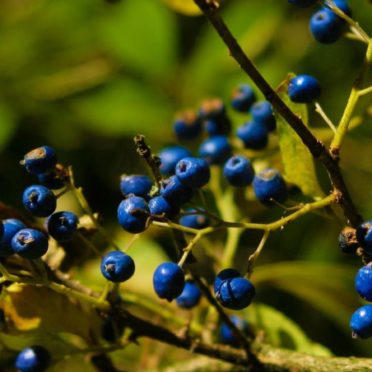 Blueberry blue-green iPhone6s / iPhone6 Wallpaper