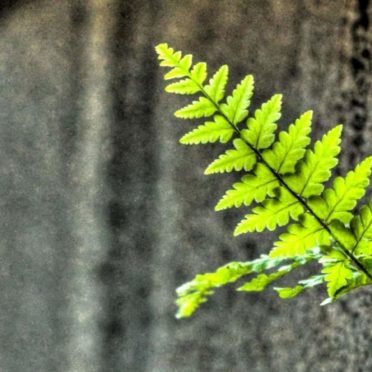 Ha green ki iPhone6s / iPhone6 Wallpaper