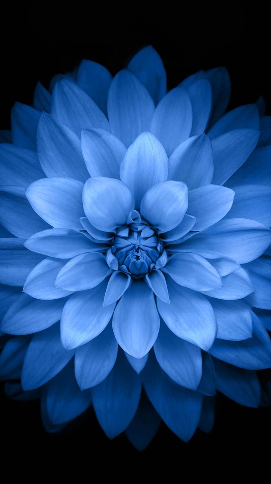Blue black flower | wallpaper.sc iPhone6s