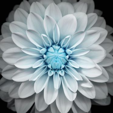 Flower black and white iPhone6s / iPhone6 Wallpaper