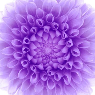 flower  purple  white  shelf iPhone6s / iPhone6 Wallpaper