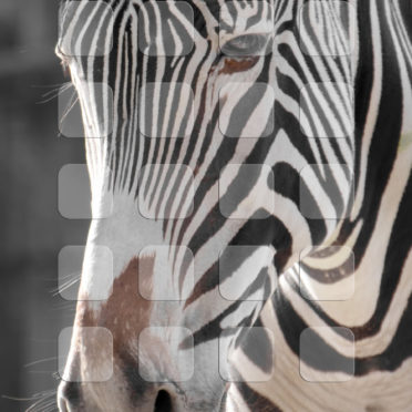 Animal zebra shelf iPhone6s / iPhone6 Wallpaper