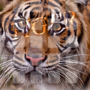 Animal tiger shelf iPhone6s / iPhone6 Wallpaper