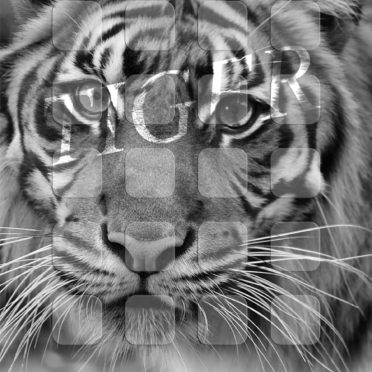 Animal tiger monochrome shelf iPhone6s / iPhone6 Wallpaper