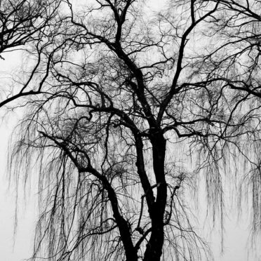 Landscape trees black and white iPhone6s / iPhone6 Wallpaper