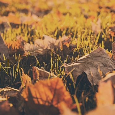 Landscape dead leaves fall blur iPhone6s / iPhone6 Wallpaper