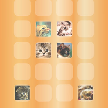 shelf  cat  orange iPhone6s / iPhone6 Wallpaper