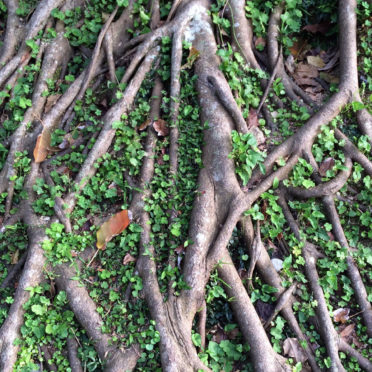 Natural green tea tree roots iPhone6s / iPhone6 Wallpaper