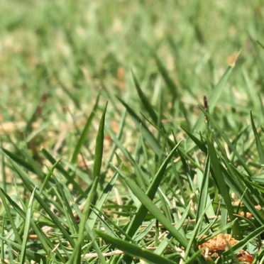 Landscape lawn green iPhone6s / iPhone6 Wallpaper