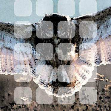 Animal bird owl shelf iPhone6s / iPhone6 Wallpaper