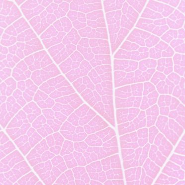 Pattern vein Pink iPhone6s / iPhone6 Wallpaper