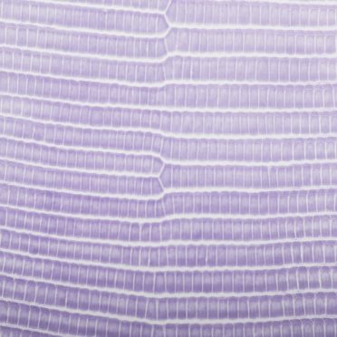 Leaf vein gradation Purple iPhone6s / iPhone6 Wallpaper