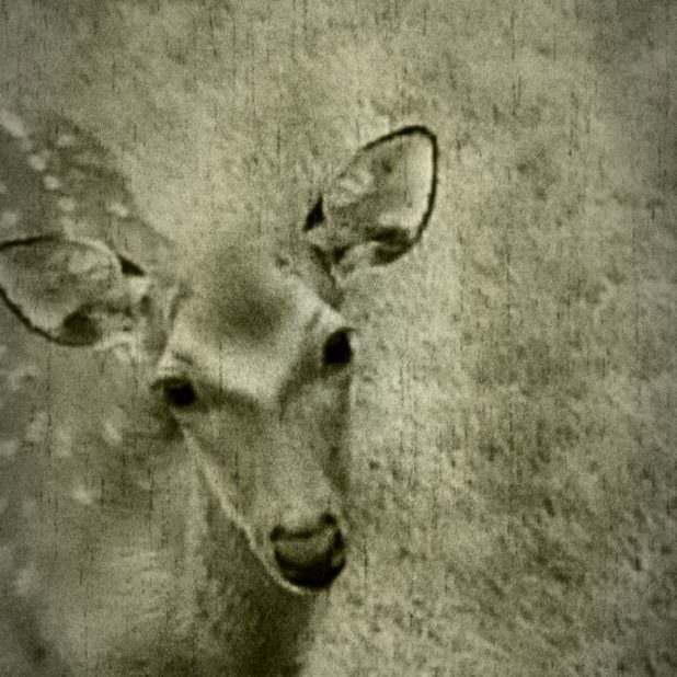Deer animal iPhone6s Plus / iPhone6 Plus Wallpaper
