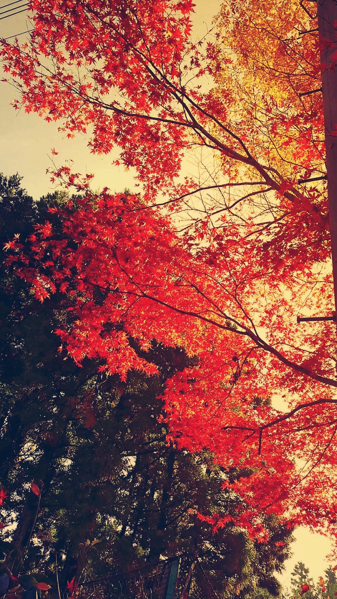 Autumn leaves landscape | wallpaper.sc iPhone6sPlus