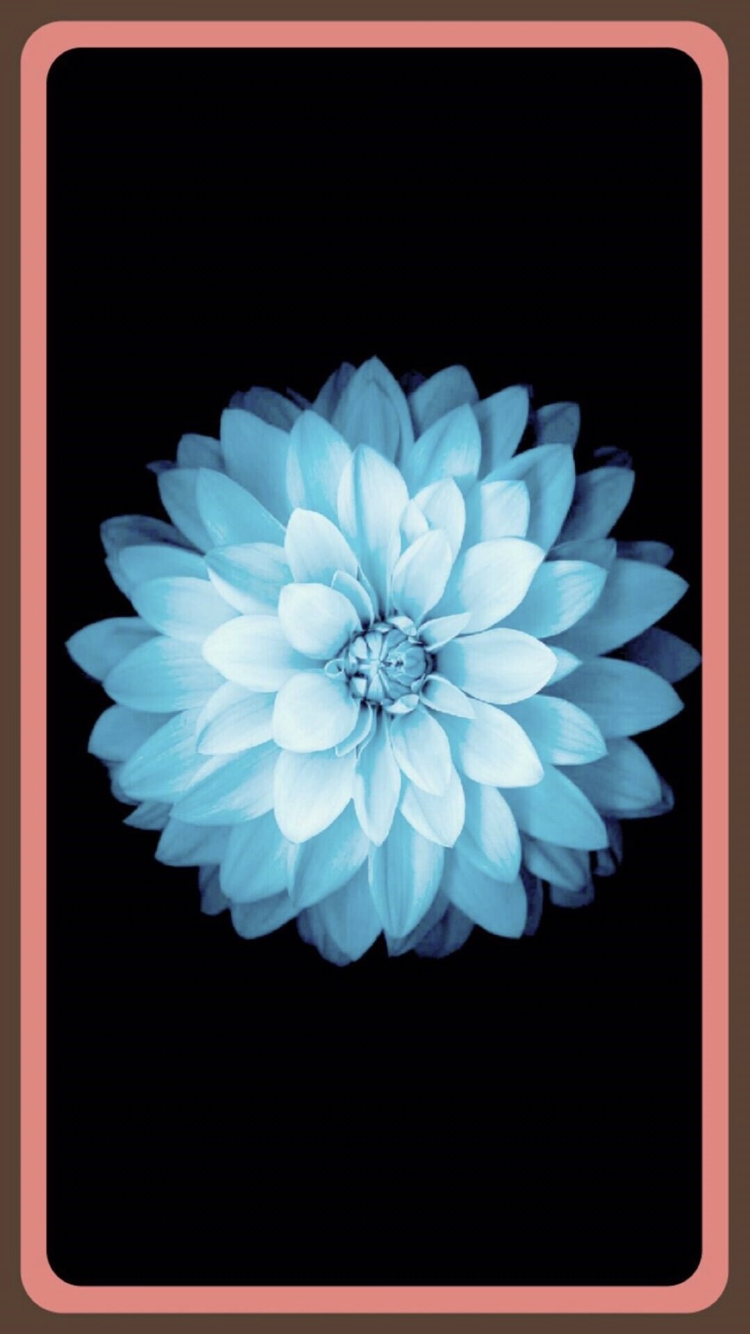 Flower white | wallpaper.sc iPhone6sPlus