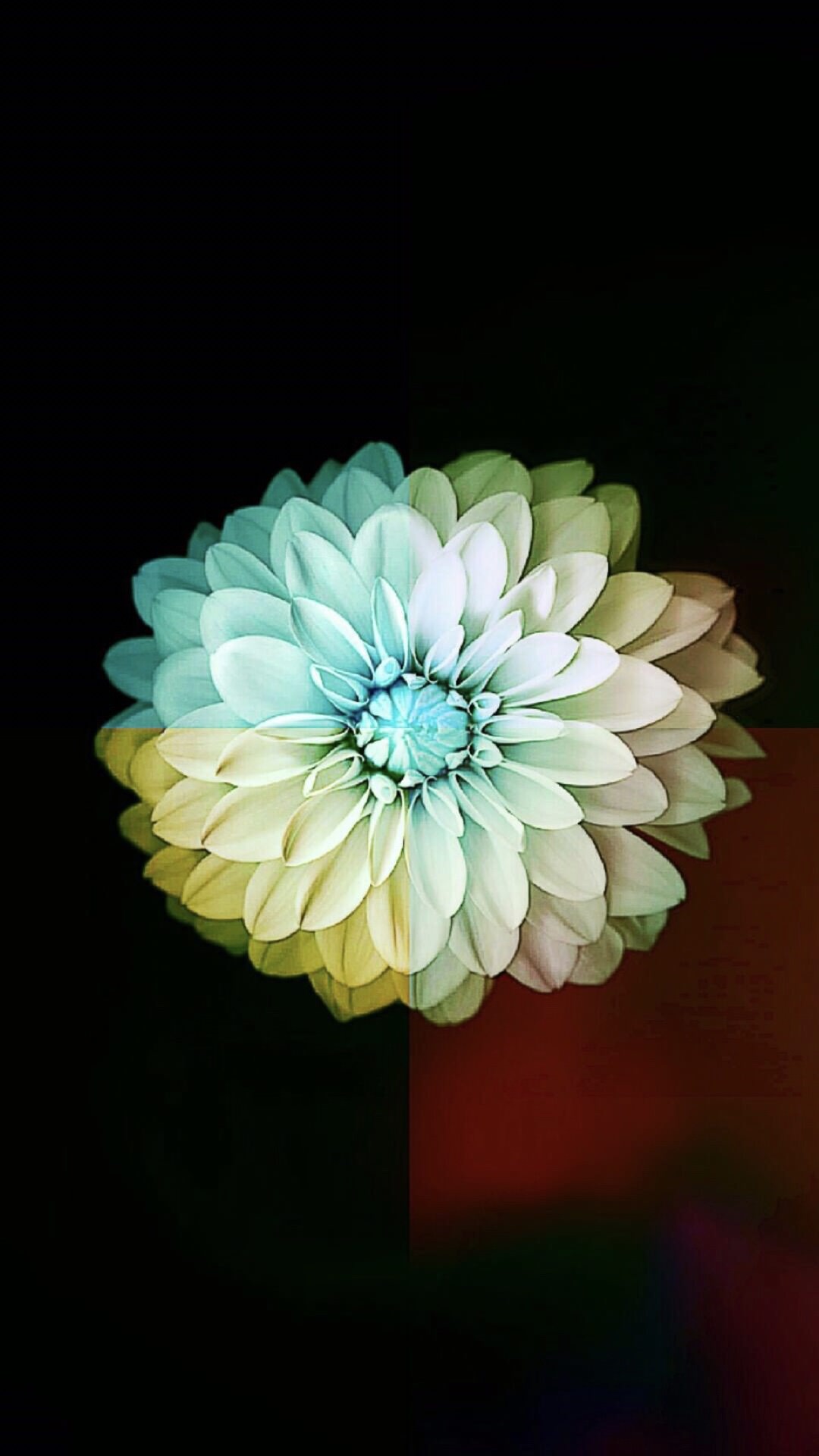 Flower Cool | wallpaper.sc iPhone6sPlus