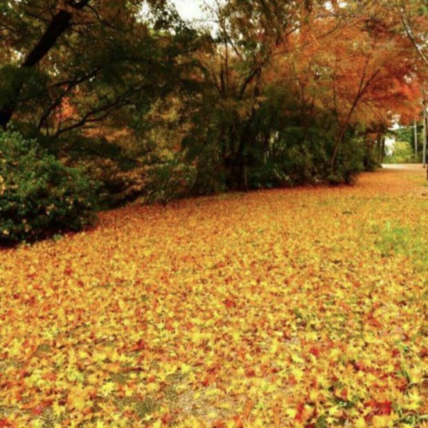 Fall leaves fall iPhone6s Plus / iPhone6 Plus Wallpaper