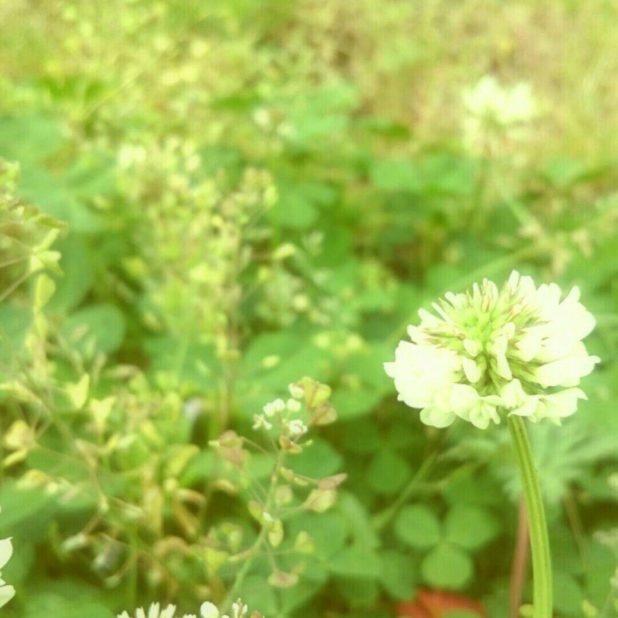 field wild white clover iPhone6s Plus / iPhone6 Plus Wallpaper
