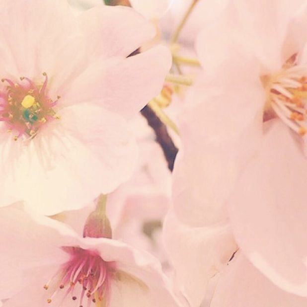 Cherry petal iPhone6s Plus / iPhone6 Plus Wallpaper