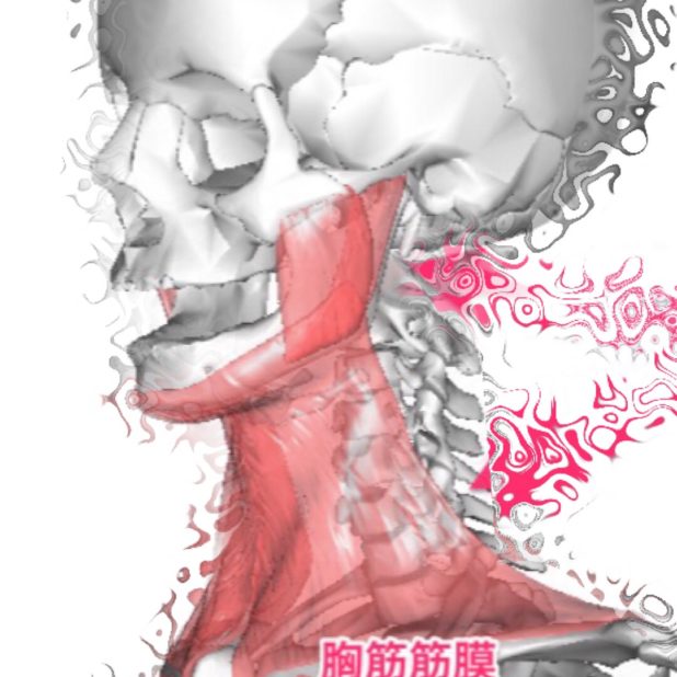 Skull bone iPhone6s Plus / iPhone6 Plus Wallpaper