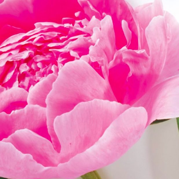 Natural  flower  pink iPhone6s Plus / iPhone6 Plus Wallpaper