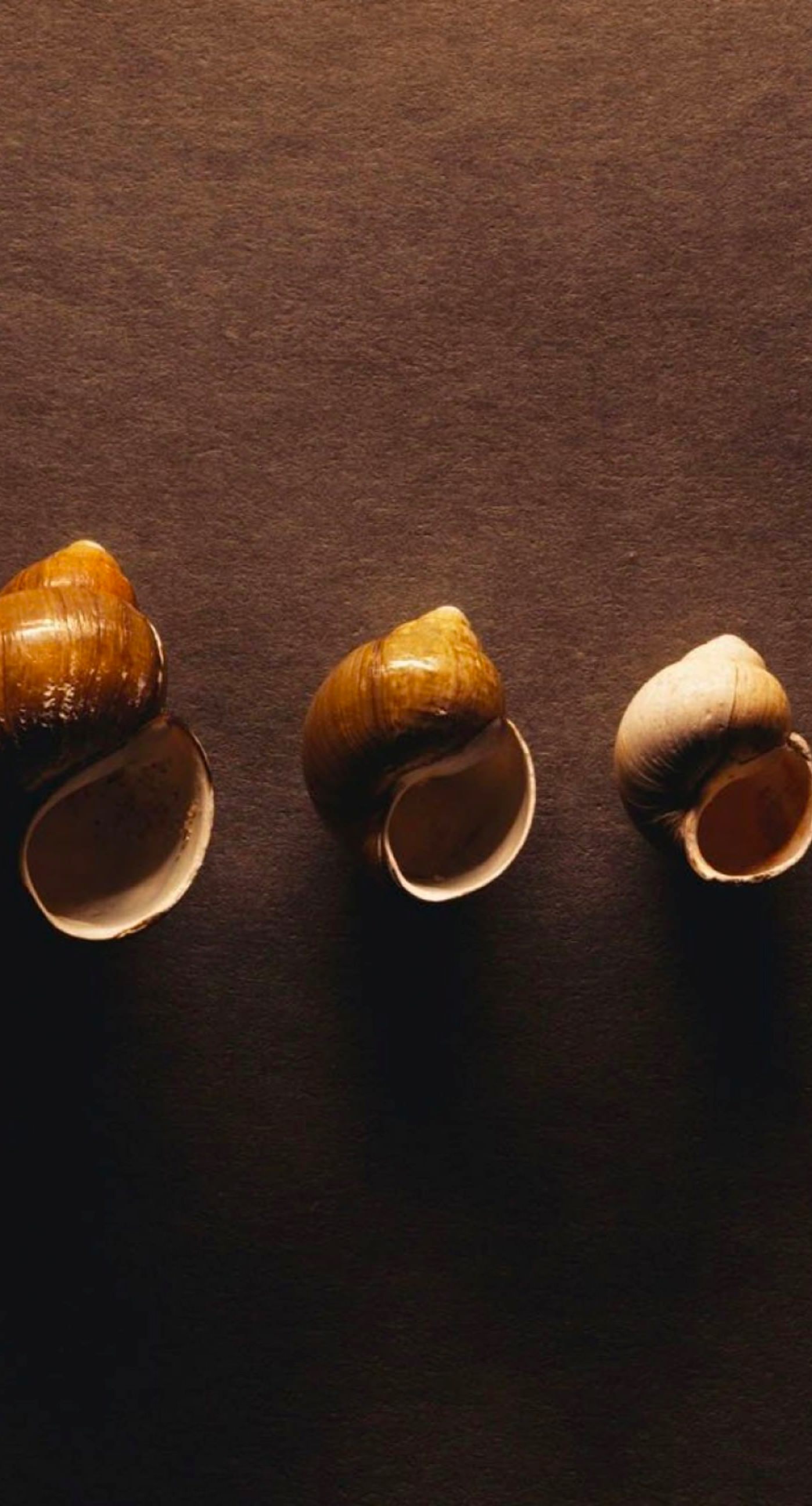 Cool seashell | wallpaper.sc iPhone6sPlus