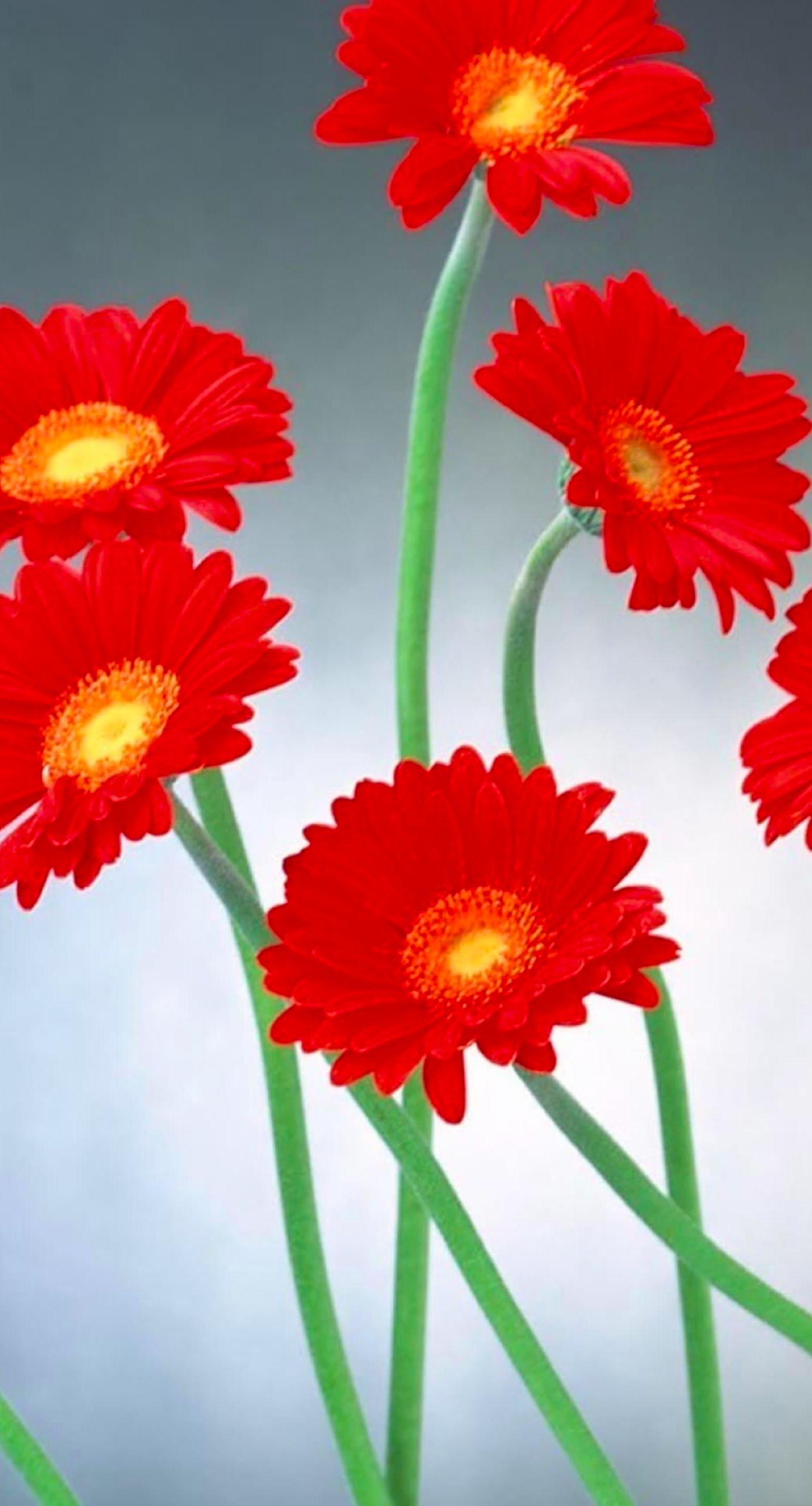 Natural flower red wallpaper.sc iPhone6sPlus