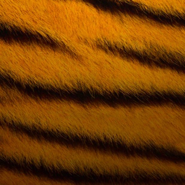 Pattern tiger iPhone6s Plus / iPhone6 Plus Wallpaper