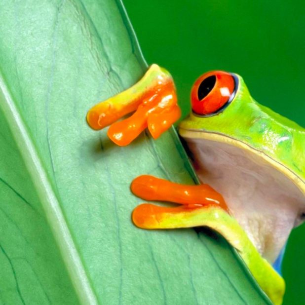 Animal frog green iPhone6s Plus / iPhone6 Plus Wallpaper