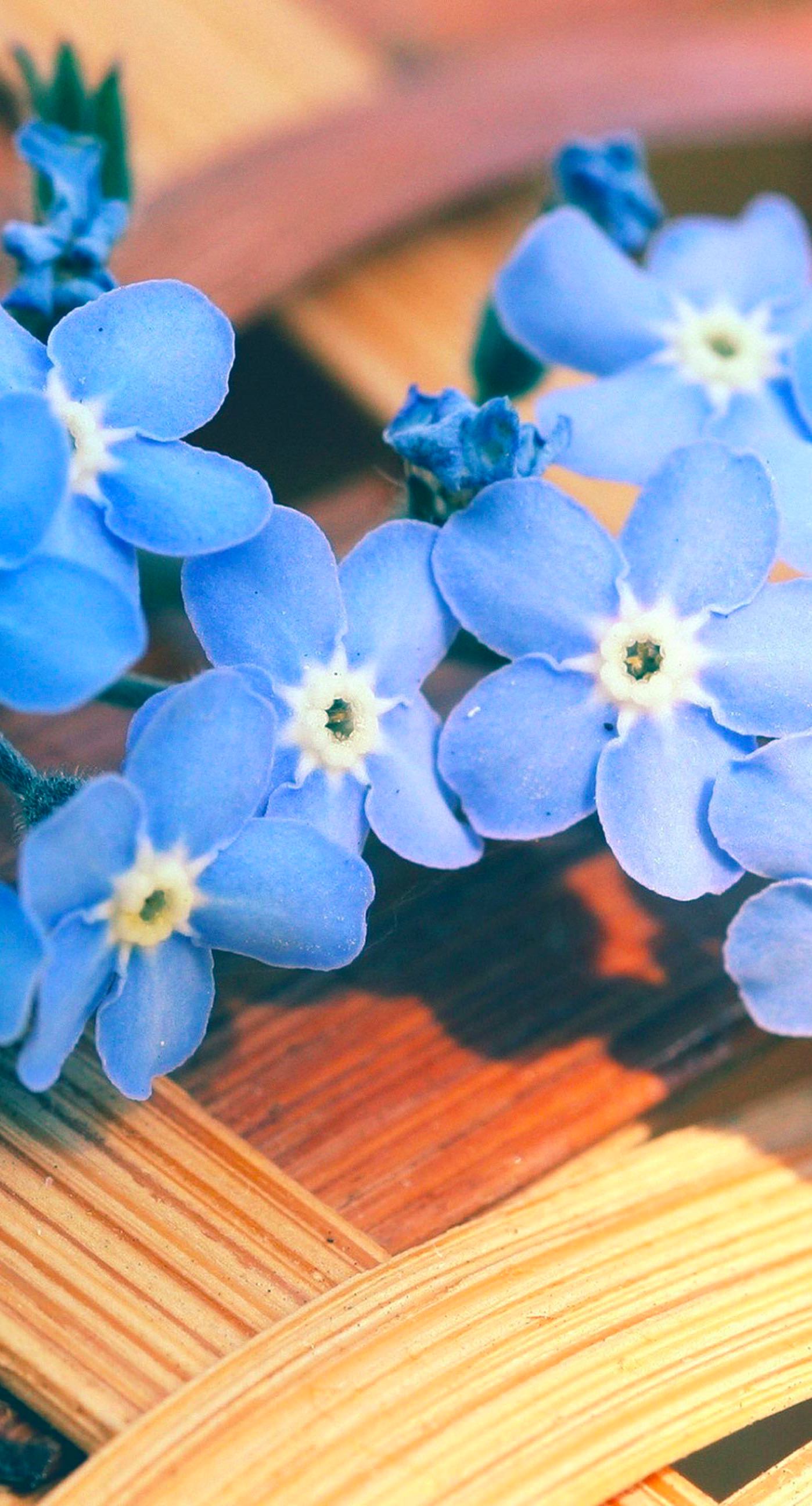 Natural Flower Blue Wallpaper Sc Iphone6splus