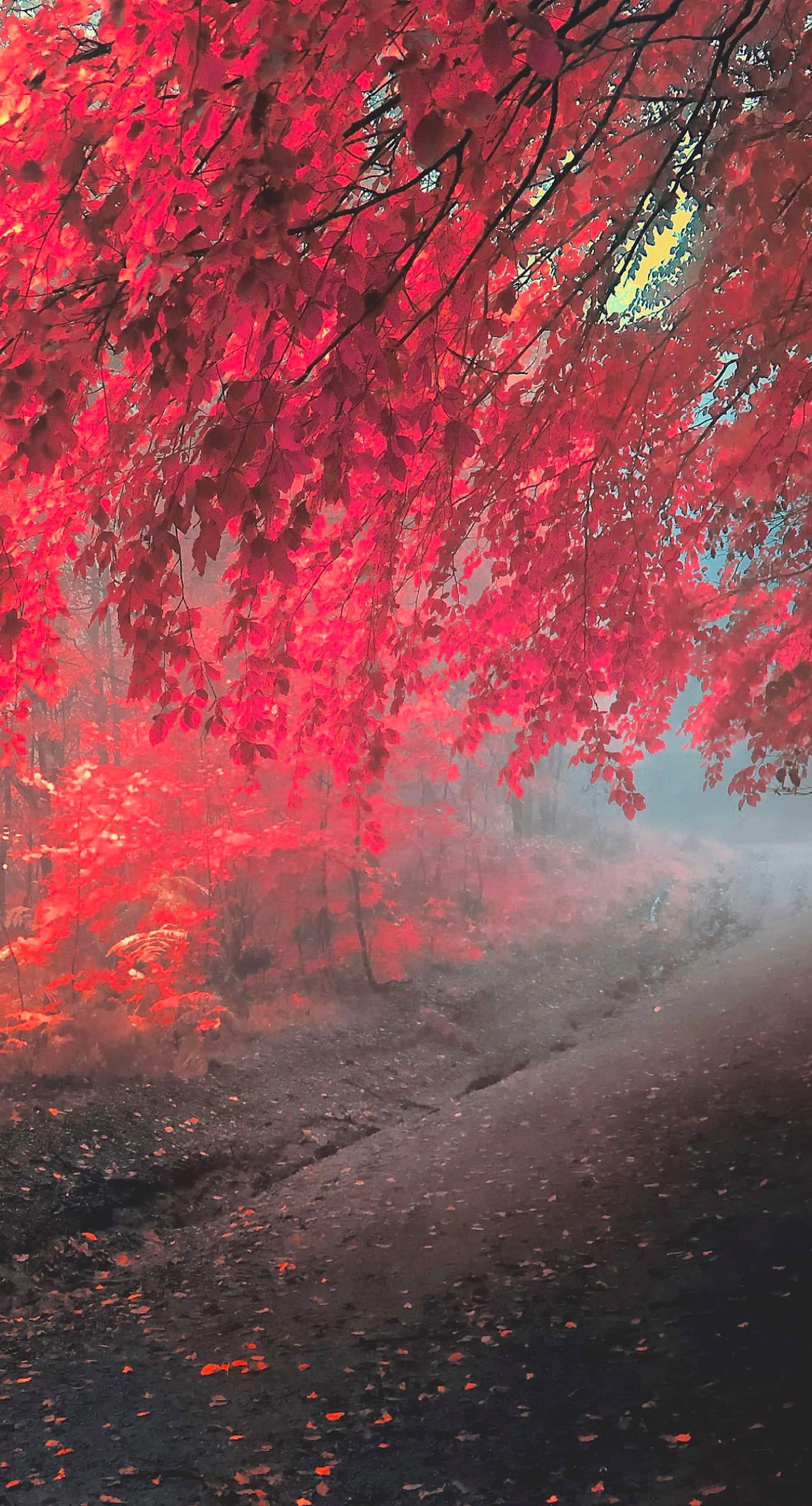 Landscape autumn leaves red | wallpaper.sc iPhone6sPlus