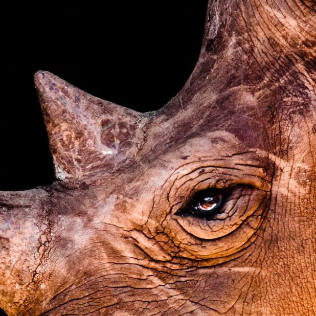 Animal rhino iPhone6s Plus / iPhone6 Plus Wallpaper
