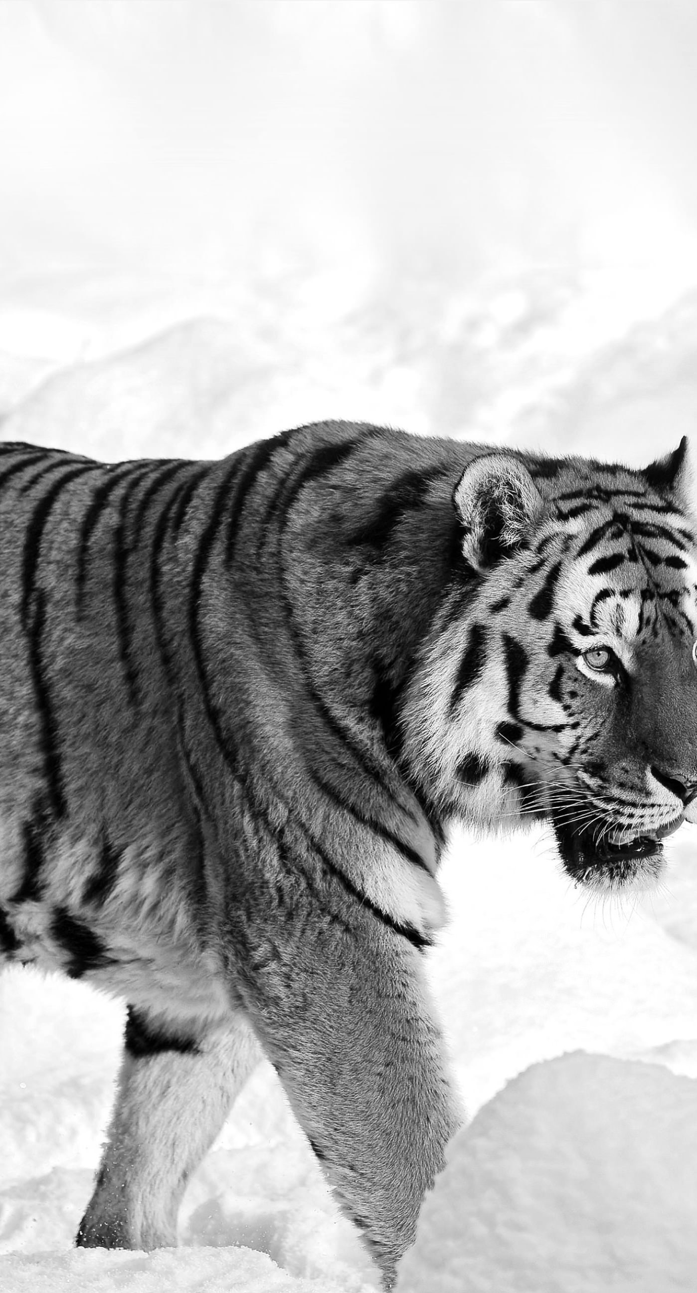 Animal tiger wallpaper.sc iPhone6sPlus