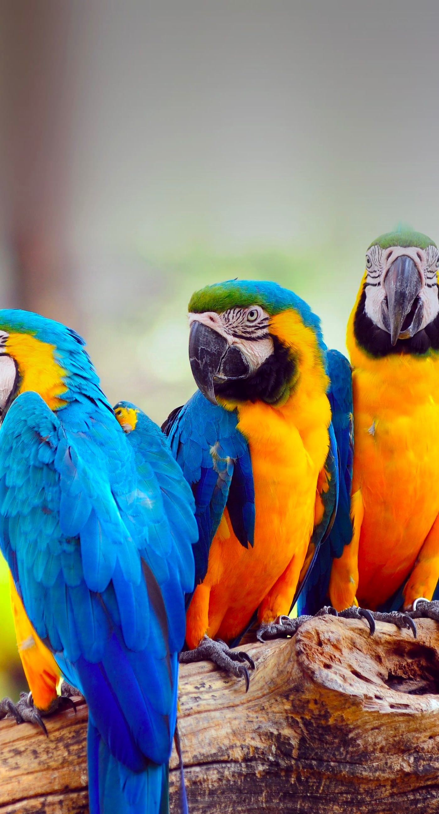 Colorful bird wallpaper.sc iPhone6sPlus