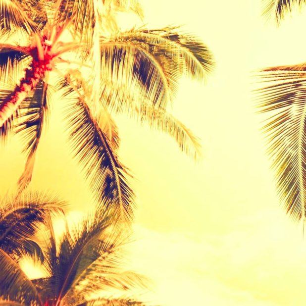 Tree landscape palm iPhone6s Plus / iPhone6 Plus Wallpaper