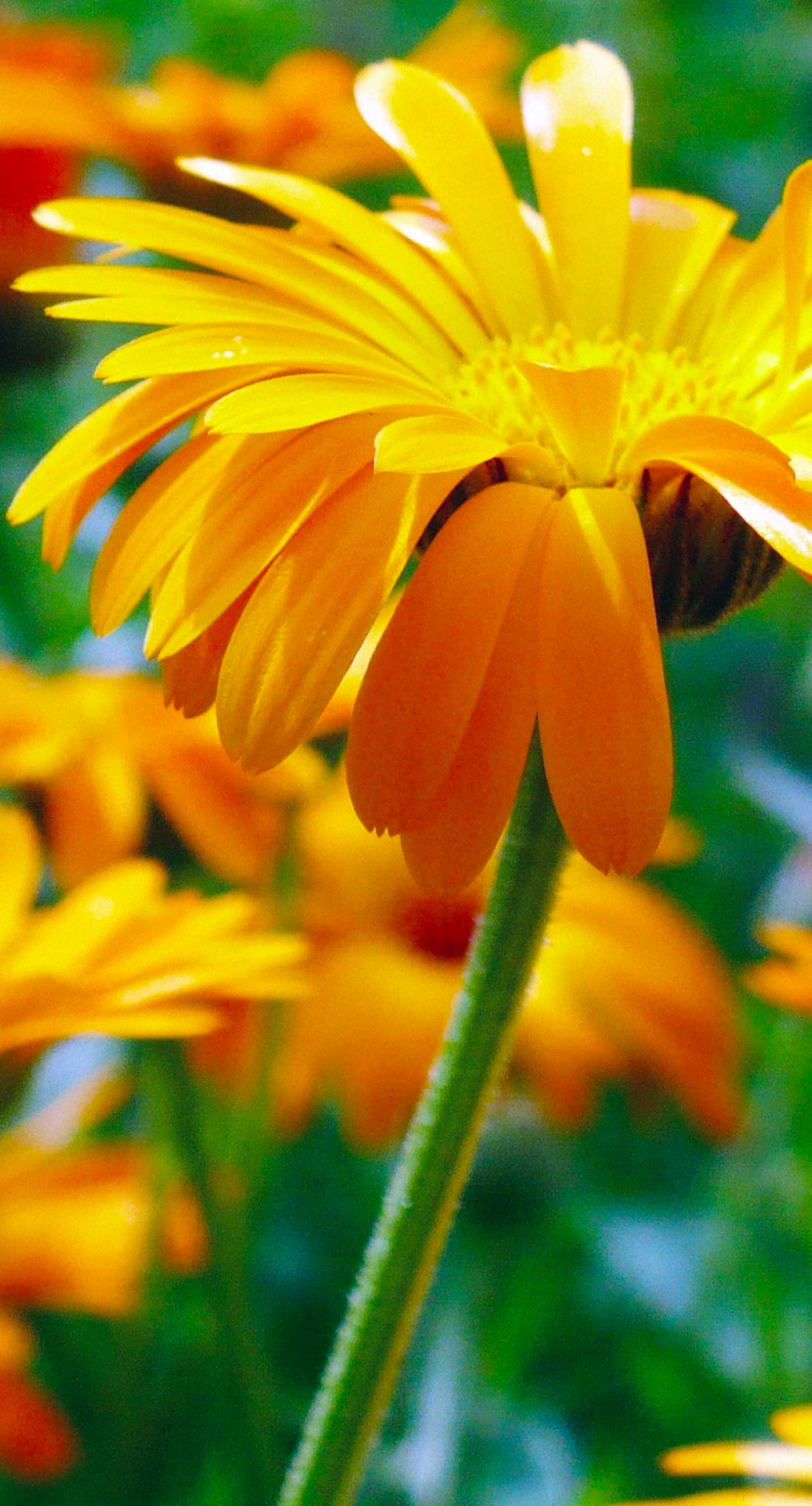 Landscape flower ki wallpaper.sc iPhone6sPlus