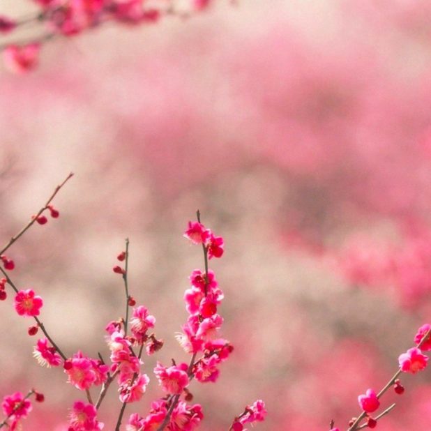 Landscape peach blossom iPhone6s Plus / iPhone6 Plus Wallpaper