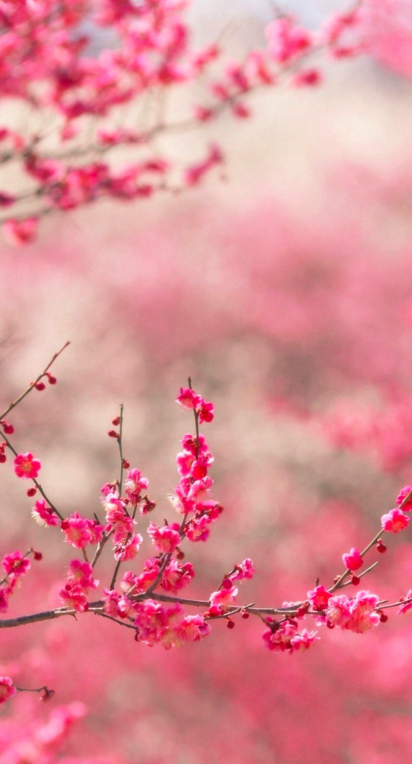 Landscape peach blossom | wallpaper.sc iPhone6sPlus