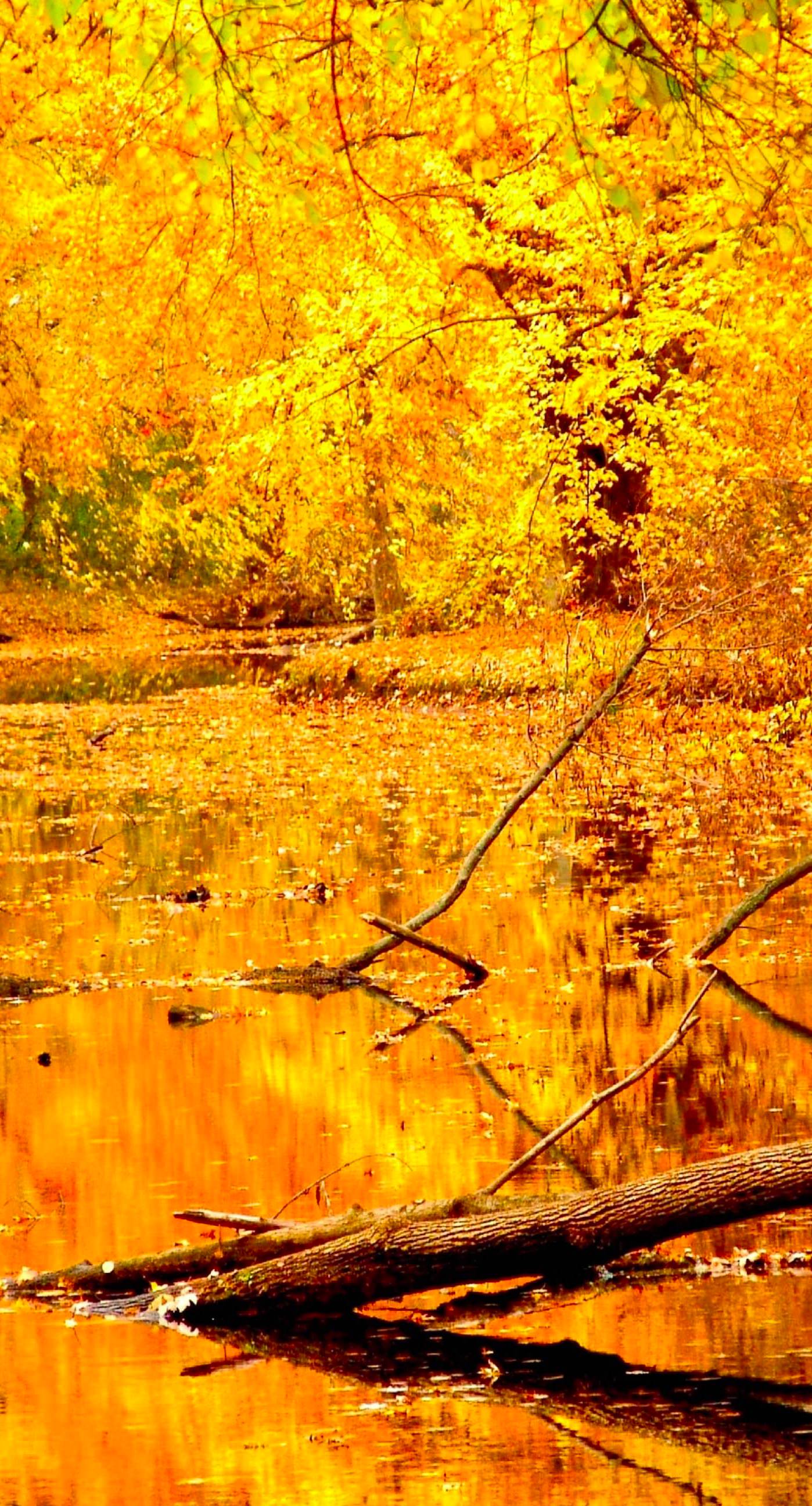 Scenery natural yellow | wallpaper.sc iPhone6sPlus