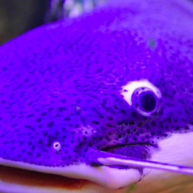Blue catfish fish iPhone6s Plus / iPhone6 Plus Wallpaper