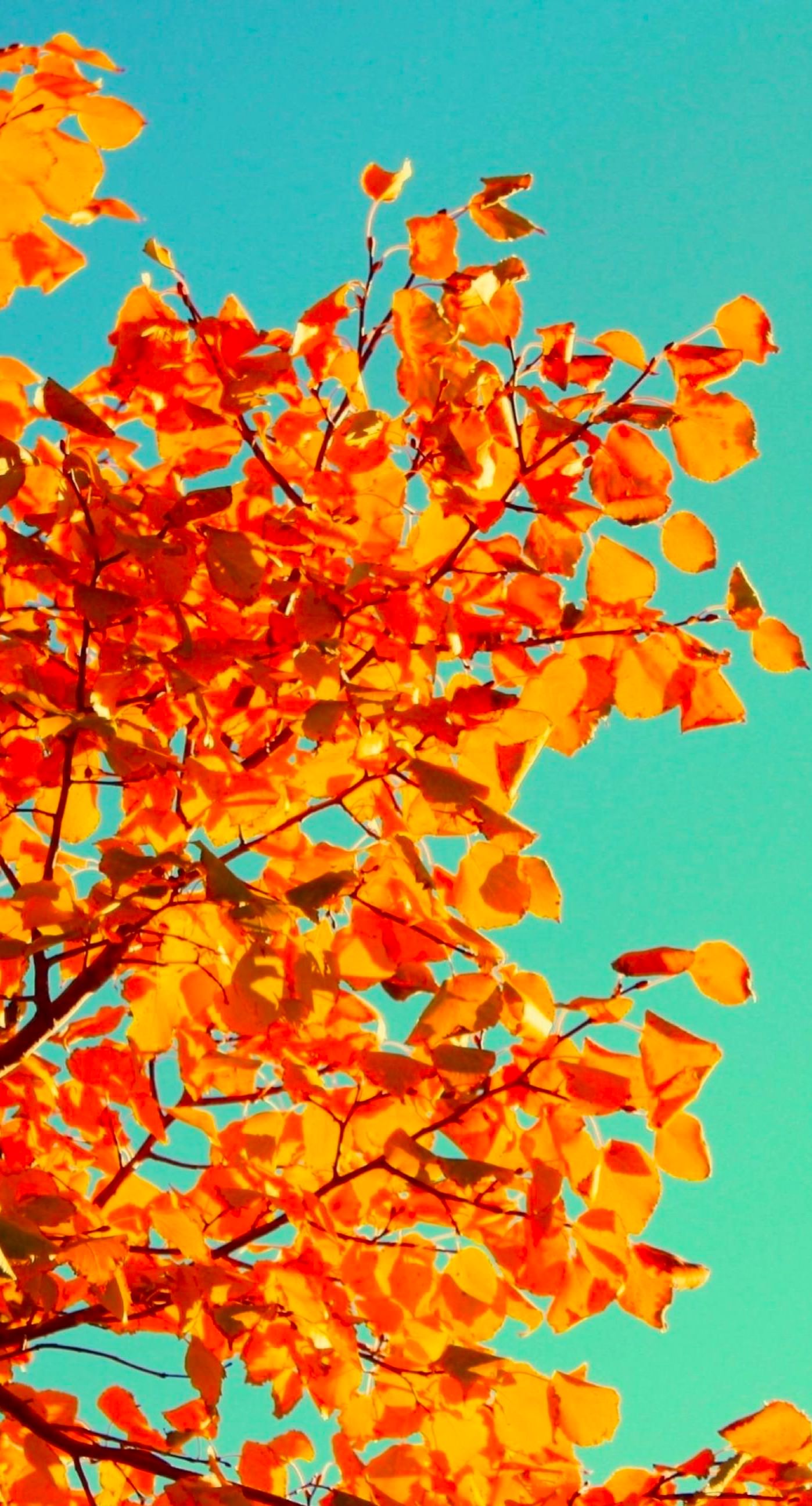 Leaf foliage sky | wallpaper.sc iPhone6sPlus